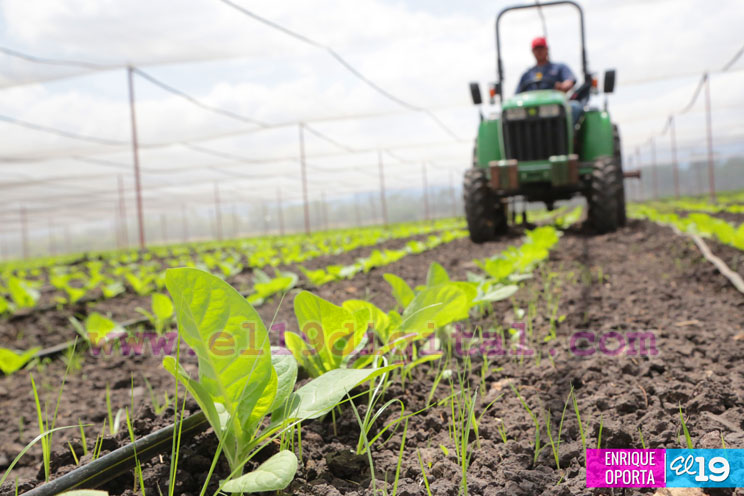 Producción tabacalera registra grandes avances en Nicaragua